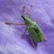 Macro top view of Green Immigrant Leaf Weevil insect on purple blue bellflower flower petal