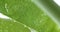 Macro transparent aloe vera cream texture, serum gel cosmetic mask on green leaf