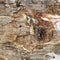 Macro Tree Bark Textures, Abstract Background, Natural textures, Organic background textures