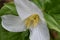 Macro Trillium