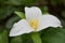 Macro Trillium