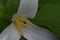 Macro Trillium