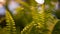 Macro tropical background with spring juicy fresh foliage of green young fern