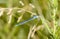 Macro of Tule Bluet Damselfy Enallagma carunculatum Resting on