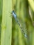 Macro of Tule Bluet Damselfy Enallagma carunculatum Resting a Rush Leaf