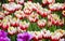 Macro tulips bloom in the morning dew
