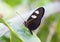 Macro Twin-Spotted Postman Butterfly
