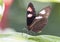 Macro Twin-Spotted Postman Butterfly