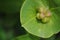 Macro of Twining Honeysuckle unripe berries in summer