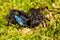 Macro of two borer bee in moss