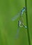 Macro of two damselfly dragonflies making love