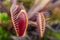 Macro of two insectivorous venus fly trap (Dionaea muscipula)