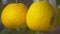 Macro two Large Ripe Yellow Pomelos As TET Symbol