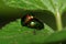 Macro two yellow-black ladybirds with wings creeping in the gras