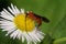 Macro two yellow-black ladybirds with wings creeping in the gras