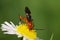 Macro two yellow-black ladybirds with wings creeping in the gras