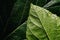 Macro of the underside or abaxial face and beam of mulberry leaves, green background of nature leaves