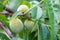 Macro of unripe green peach growing on the peach tree in summer. Close up