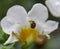 Macro of Varied Carpet Beetle on White Flower