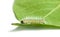 Macro of vermin shaggy caterpillar on leaf