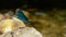 MACRO: Vibrant blue dragonfly rests on the rock by the calm mountain stream.