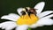 Macro Video of a Bee on a Daisy Flower