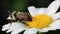 Macro Video of a Bee on a Daisy Flower