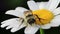 Macro Video of a Bee on a Daisy Flower