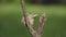 Macro video of European tree frog Hyla arborea perched on a tree branch. Isolated on a blurred green background.