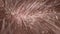 Macro video of human hair with dandruff. Head wounds and itching, hair care, seborrheic treatment