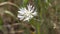 macro video of a rare white cornflower albino swaying in the wind