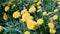 Macro video shooting motion of blossoming dandelion flowers close-up