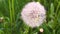 Macro video shooting motion of blossoming dry dandelion flowers from wind