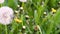 Macro video shooting motion of blossoming dry dandelion flowers from wind