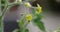 Macro video of tiny yellow tomato plant flowers