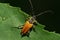 Macro view from above of Caucasian brown beetle lumberjack and b