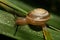 Macro view from above of a Caucasian garden snail with a shell o