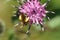 Macro view from above of Caucasian light-brown fluffy wild bee M