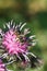 Macro view from above of Caucasian white-gray striped hymenoptera Megachile rotundata on burdock Arctium lappa