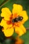 Macro view from above of floral caucasian flies hoverfly Erist
