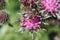 Macro view from above of white-gray Caucasian bee by Hymenoptera Megachile rotundata on burdock flower Arctium lappa