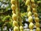Macro view of Acacia fruits