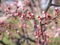 Macro view of almond buds Prunus dulcis before opening to create lovely pink flowers