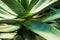Macro view of Aloe vera plant
