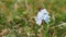 Macro view of alone single white-blue wild flower swaying in the wind on grass background