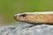 Macro view of Anguis colchica`s head