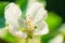 Macro view of apple tree flower blossom in spring. Blooming white petals branch of fruit tree, gentle blurred bokeh background. De