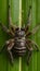 Macro view Arachnid insect carries Encephalitis Virus or Lyme Disease