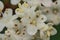 Macro view of Arrowwood Korean spice Viburnum carlesii spring blossoms with anthers and filaments growing in St Stephens Green