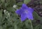 Macro view Balloon Flower buds and bloom